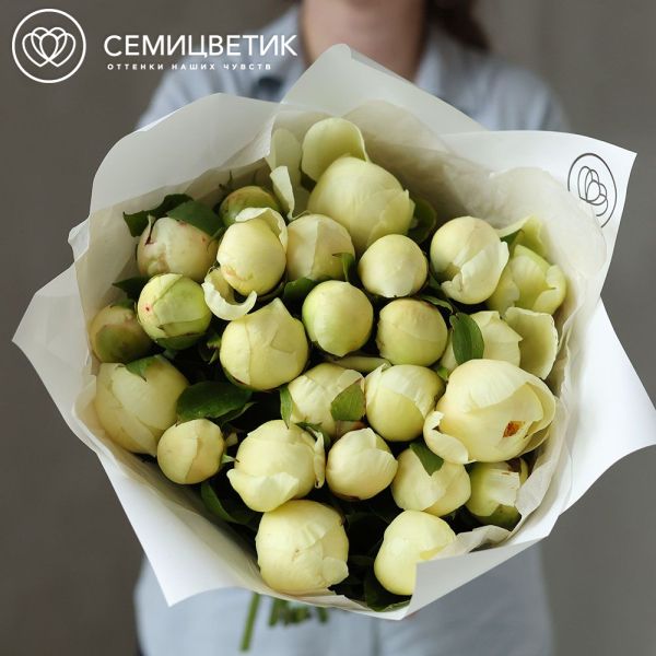 Букет из 25 лимонных пионов Lemon Chiffon Premium в белой пленке
