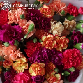 Букет из 25 кустовых гвоздик микс в прозрачной упаковке