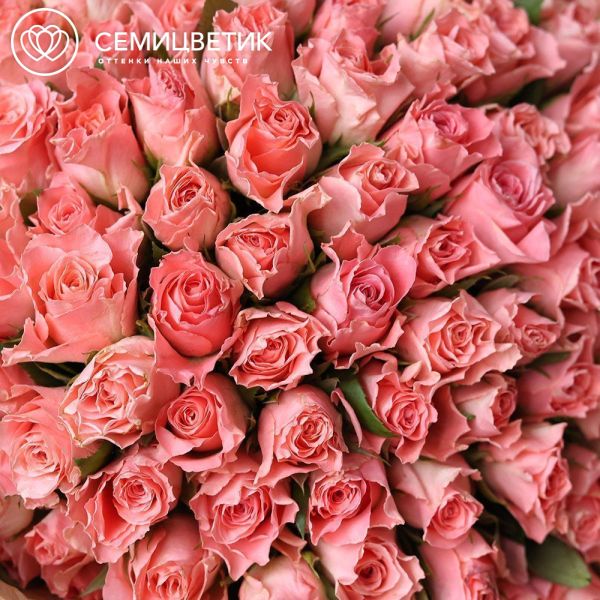 Букет из 101 коралловой розы 35 см (Кения)
