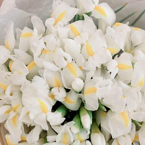 Букет из 35 белых ирисов