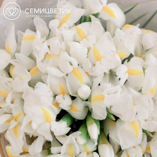 Букет из 35 белых ирисов