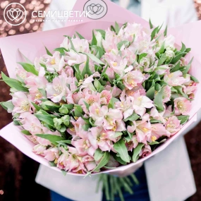 Букет из 23 альстромерий в розовых тонах в розовой пленке