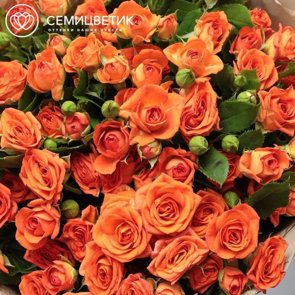 Букет из 15 оранжевых кустовых роз 40 см (Кения)