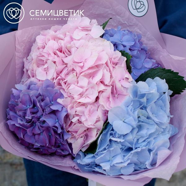Букет из 5 гортензий яркий микс