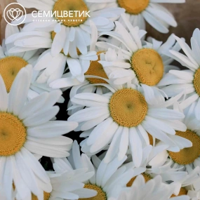 Букет из 25 одноголовых ромашек в упаковке