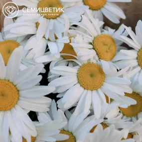 Букет из 25 одноголовых ромашек в упаковке