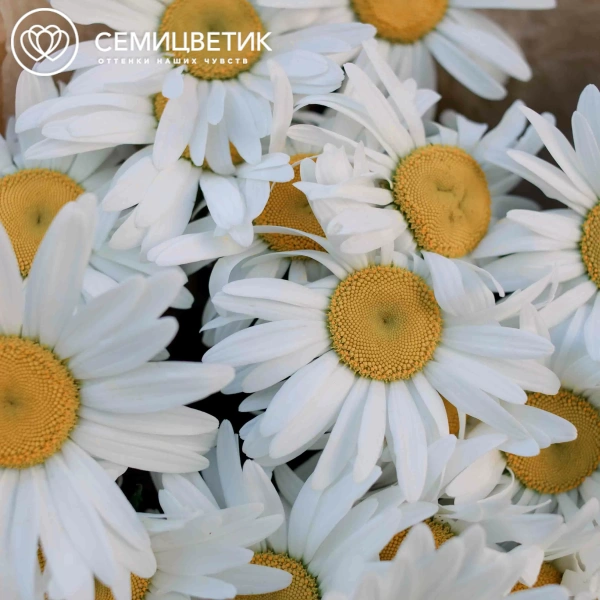 Букет из 25 одноголовых ромашек в упаковке