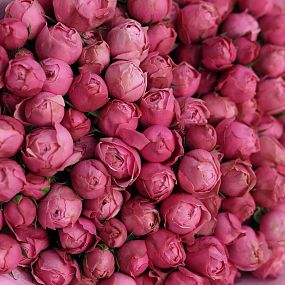 Роза пионовидная кустовая 50 см Silva Pink розовая поштучно