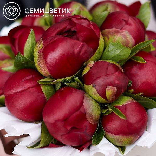 Букет в белой шляпной коробке Amour Mini из 15 бордовых пионов Premium