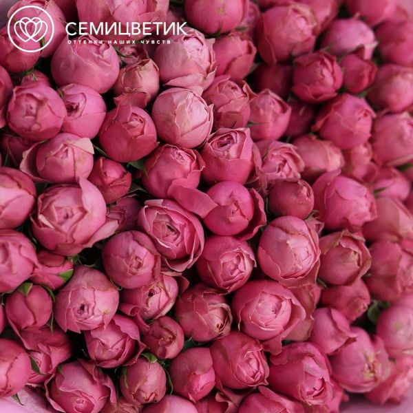 Роза пионовидная кустовая 50 см Silva Pink розовая поштучно