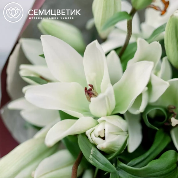 Букет из 9 белых лилий азиатка в бордовой пленке