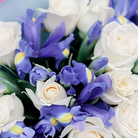Букет из 10 белых роз Vendela 50 см (Эквадор) и 15 синих ирисов в голубой пленке