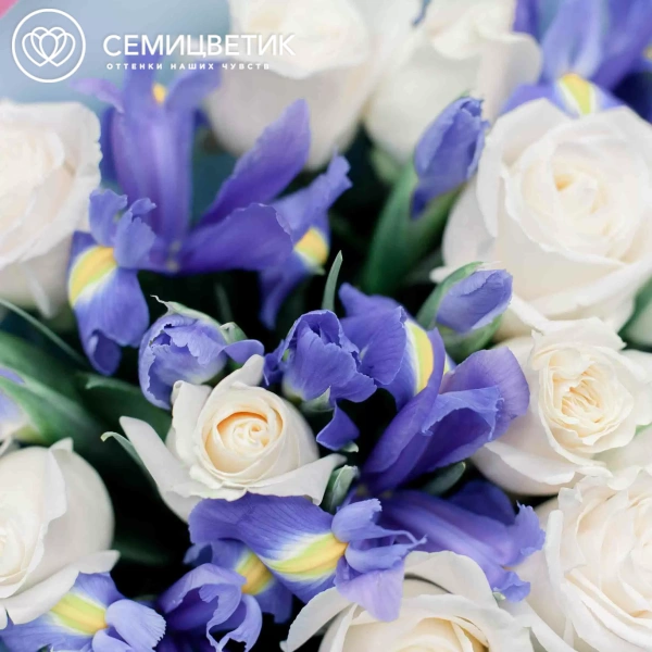 Букет из 10 белых роз Vendela 50 см (Эквадор) и 15 синих ирисов в голубой пленке