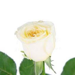 Роза пионовидная 50 см Battercup Кремово-желтая поштучно