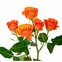 Роза кустовая (Кения) 40 см Оранжевая поштучно