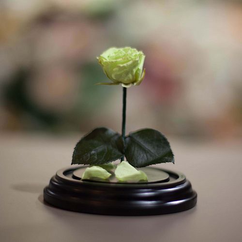 Фисташковая роза в колбе 12 см