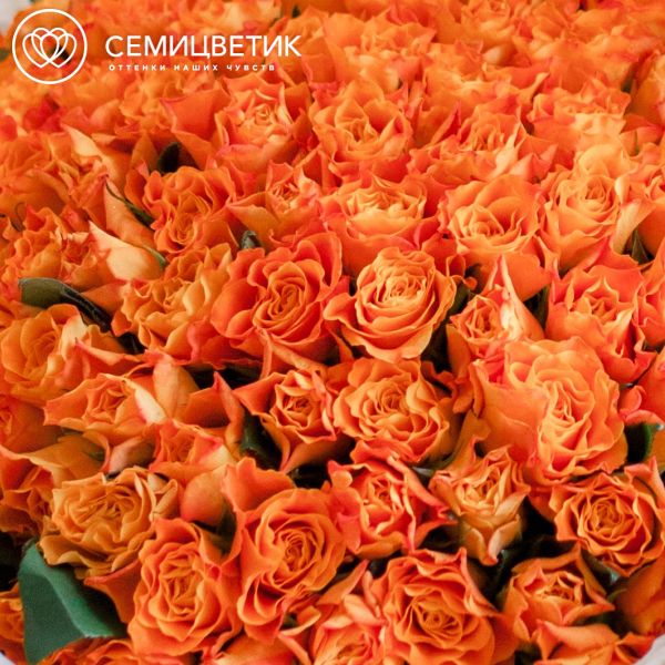 Букет из 101 оранжевой розы 40 см (Кения)