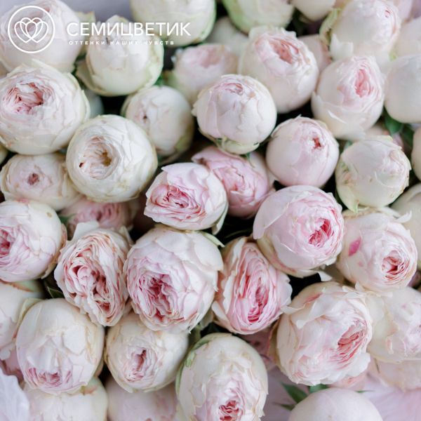 Букет из 15 нежно-розовых кустовых пионовидных роз Mansfield Park 50 см (Эквадор)