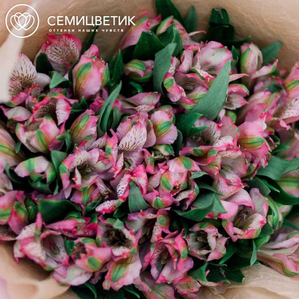 Букет из 25 альстромерий в розовых тонах