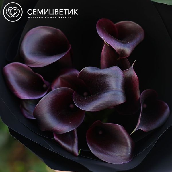 Букет из 11 темно-фиолетовых калл