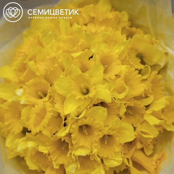 Букет из 75 нарциссов в голубой пленке