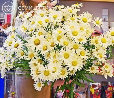 Букет из 25 кустовых ромашек