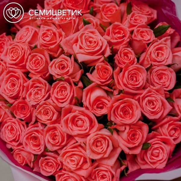 Букет из 51 коралловой розы 35-40 см (Россия) в розовой пленке