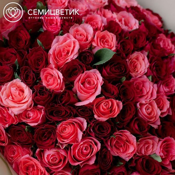 Букет из 101 красной и коралловой розы 40 см (Кения) в кремовой пленке