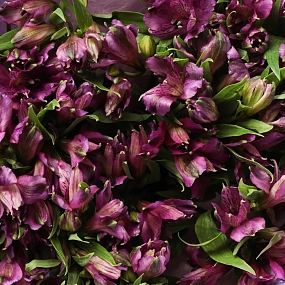 Монобукет  из 25 альстромерий в фиолетовых тонах в сиреневой пленке