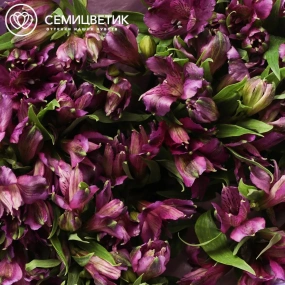 Букет из 25 альстромерий в фиолетовых тонах в сиреневой пленке