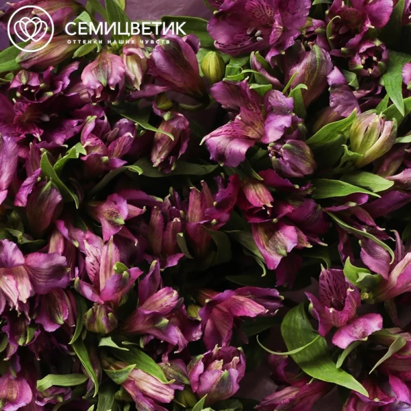 Букет из 25 альстромерий в фиолетовых тонах в сиреневой пленке