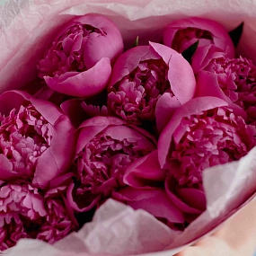 Букет из 9 ярко-розовых пионов Standart Plus в розовой пленке