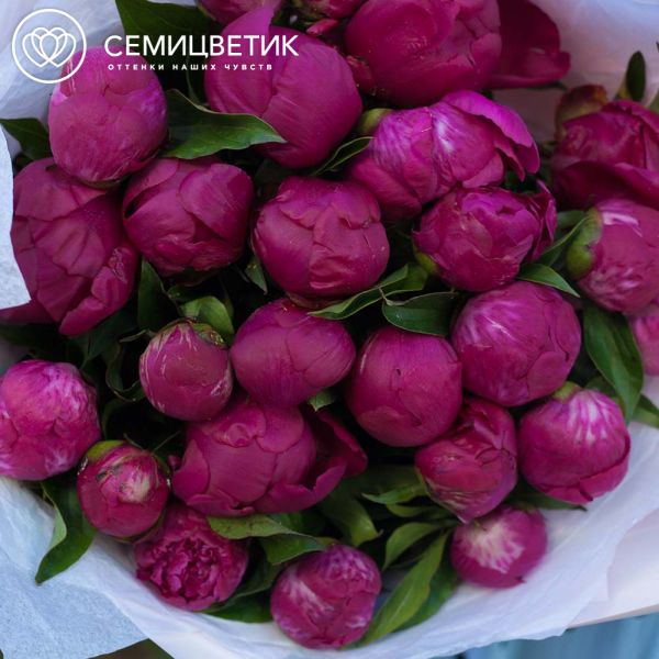 Букет из 25 малиновых пионов Standart Plus