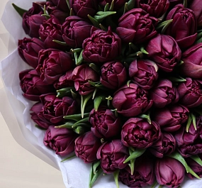 Букет из 51 фиолетового пионовидного тюльпана в прозрачной упаковке