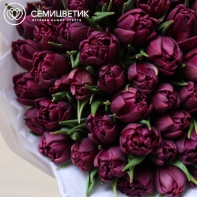 Букет из 51 фиолетового пионовидного тюльпана в прозрачной упаковке