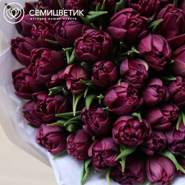 Букет из 51 фиолетового пионовидного тюльпана в прозрачной упаковке