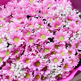 Букет из 25 розовых кустовых хризантем с гипсофилой