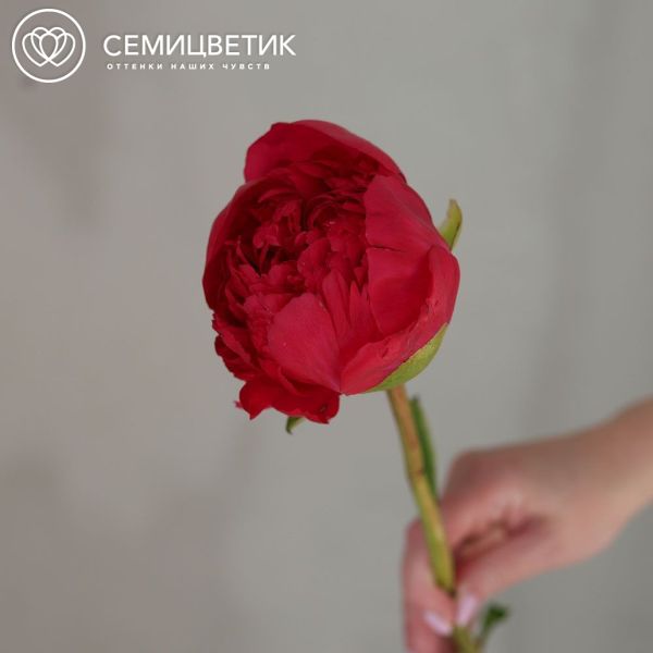 Букет из 51 ярко-розового пиона Command Performance Premium