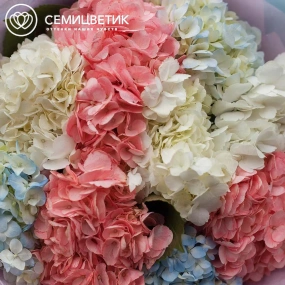 Букет из 9 гортензий нежный микс в голубой пленке