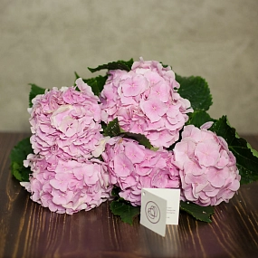 Гортензия Розово-голубая поштучно