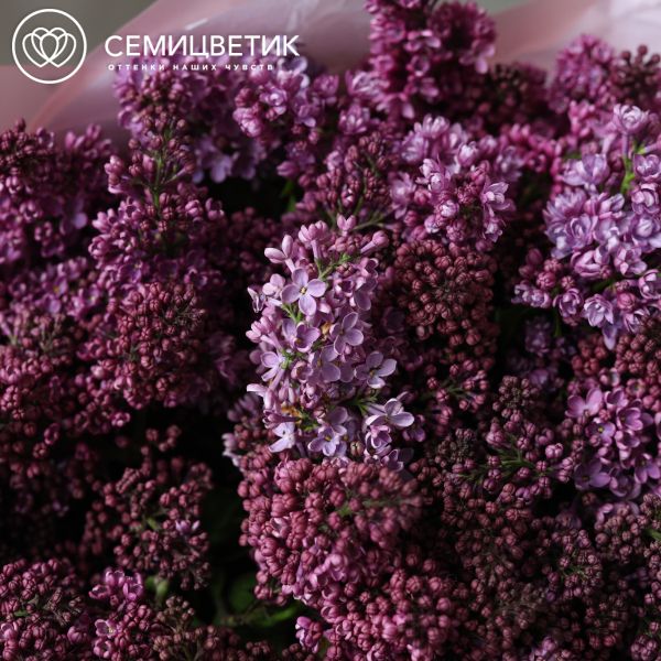 Букет из 51 ветки сирени