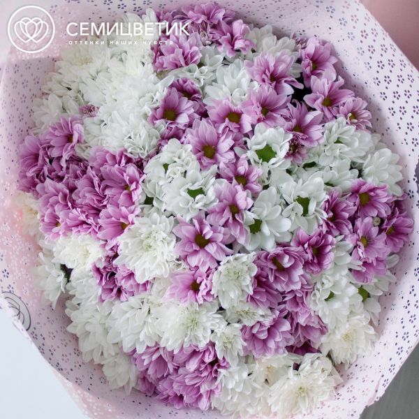 Букет из 25 белых и розовых кустовых хризантем