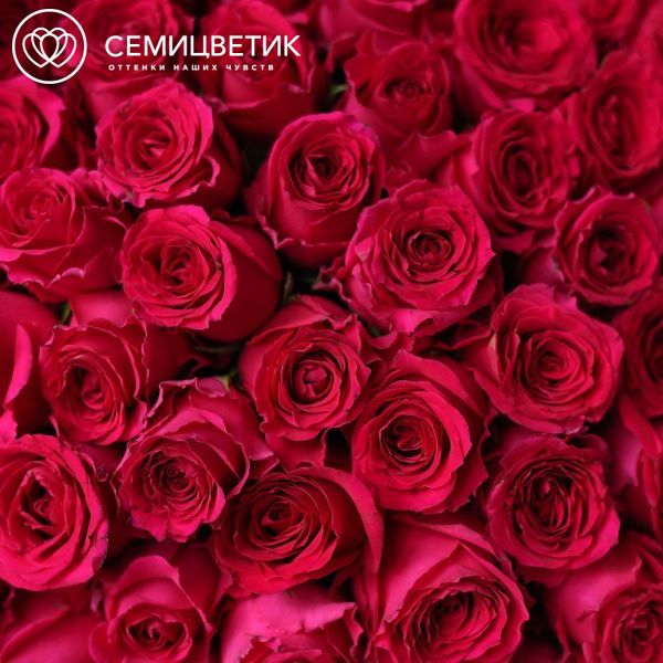 Букет из 51 малиновой розы 40 см (Кения) в розовой пленке