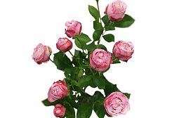 Роза пионовидная кустовая Lady Bombastic 40 см Розовая поштучно