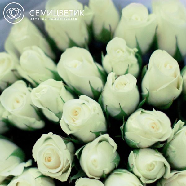 Букет из 35 белых роз 30 см (Кения)