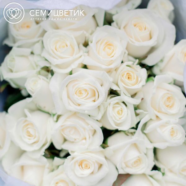 Букет из 25 белых роз 35-40 см (Россия)