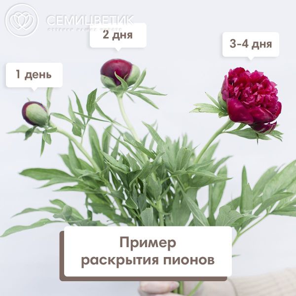 Букет из 51 бордового пиона Standart