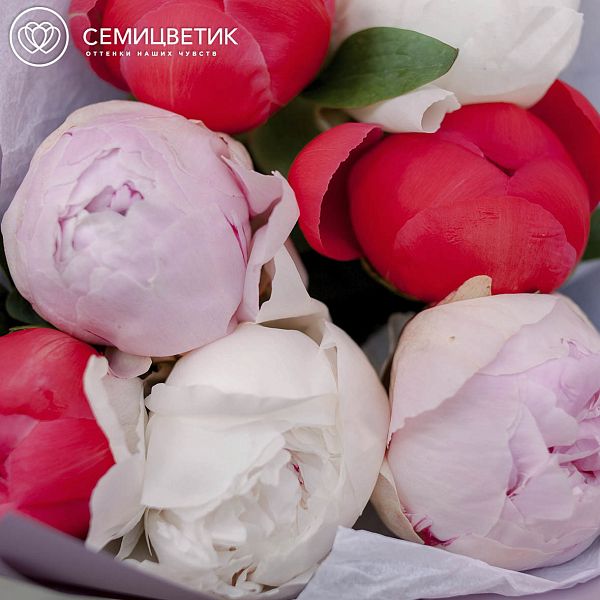 Букет из 7 пионов Premium микс