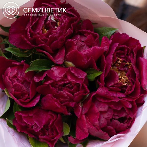 Букет из 7 бордовых пионов Standart Plus в сиреневой пленке
