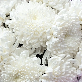 Монобукет  из 9 одноголовых белых хризантем в розовой пленке